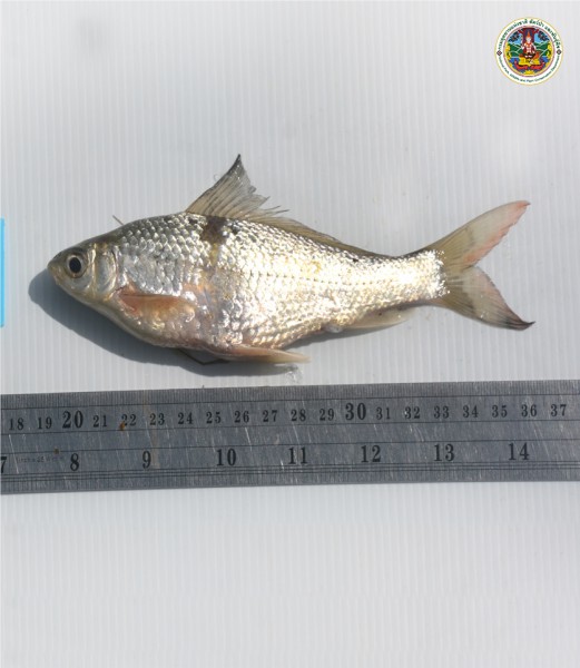 Labiobarbus leptocheilus