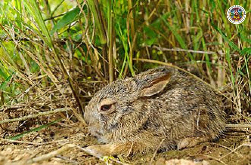 Lepus pequensis