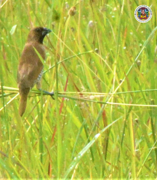 Lonchura punctulata
