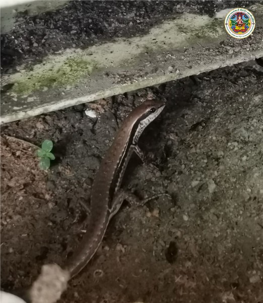 Mabuya longicaudata