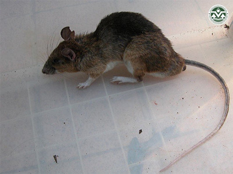 Maxomys surifer