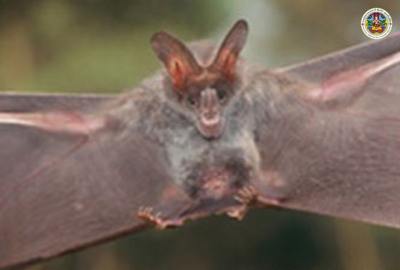 Megaderma lyra