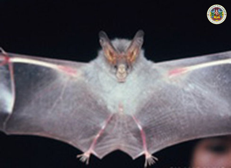 Megaderma spasma