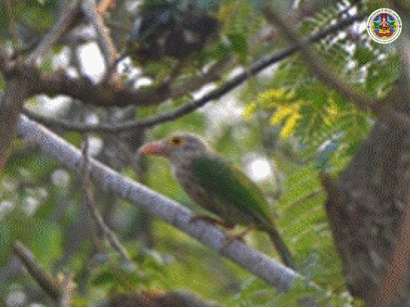 Megalaima lineata