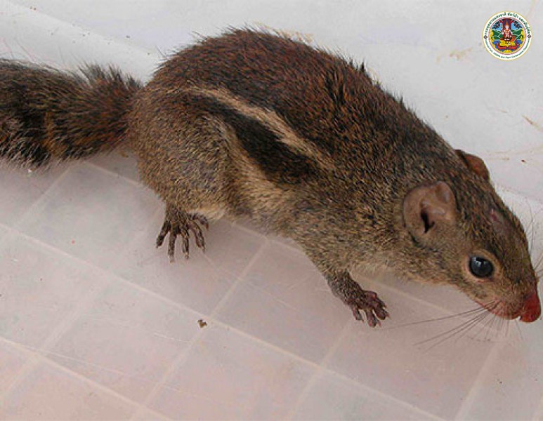 Menetes berdmorei