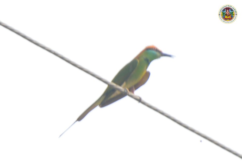 Merops orientalis