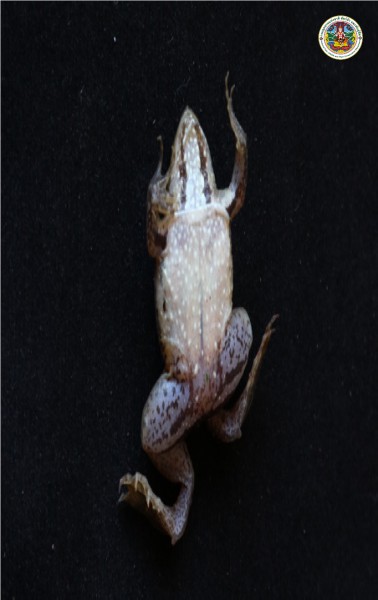 Microhyla butleri