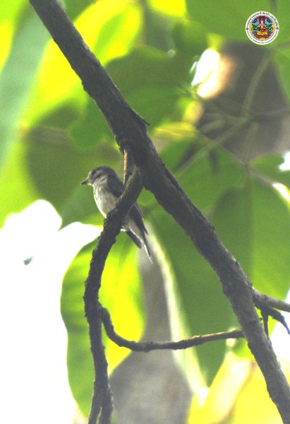 Muscicapa dauurica