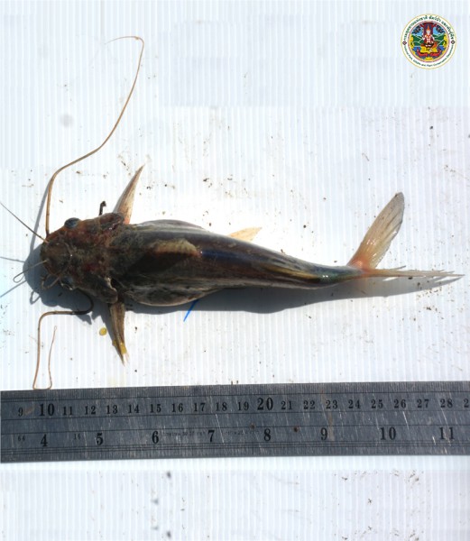 Mystus multiradiatus