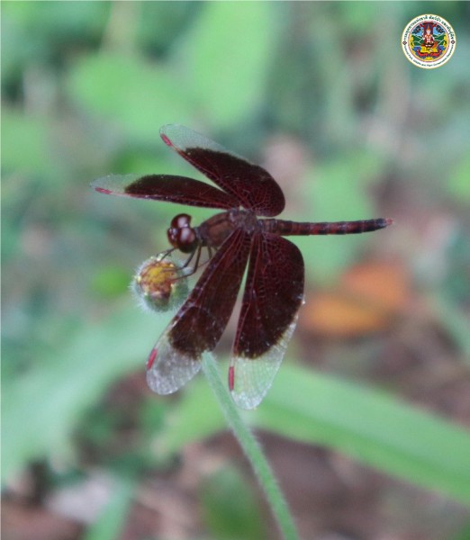 Neurothemis fluctuans
