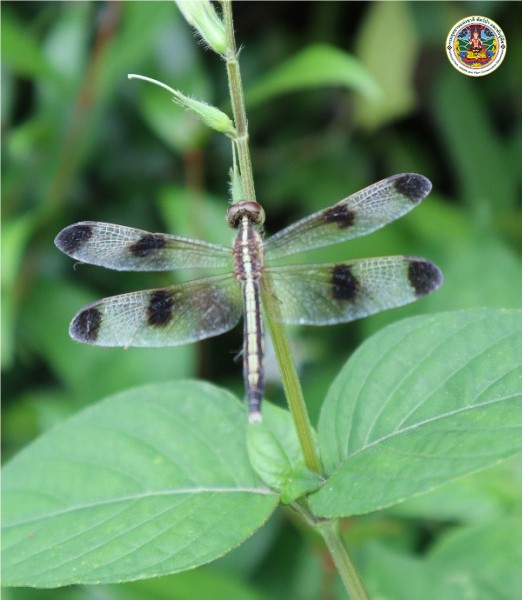 Neurothemis tullia
