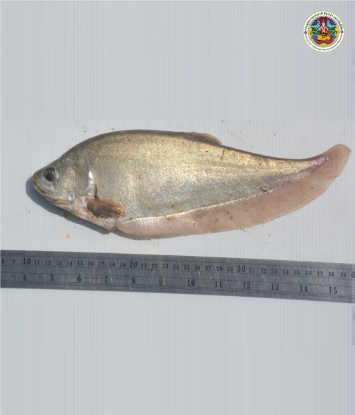 Notopterus notopterus