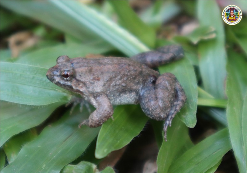Occidozyga martensii