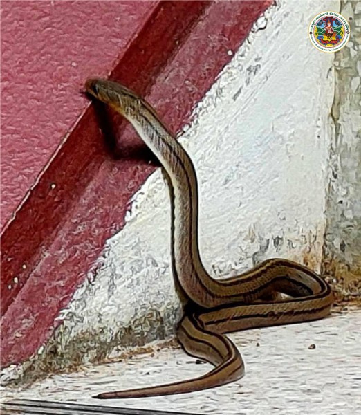 Oligodon taeniatus