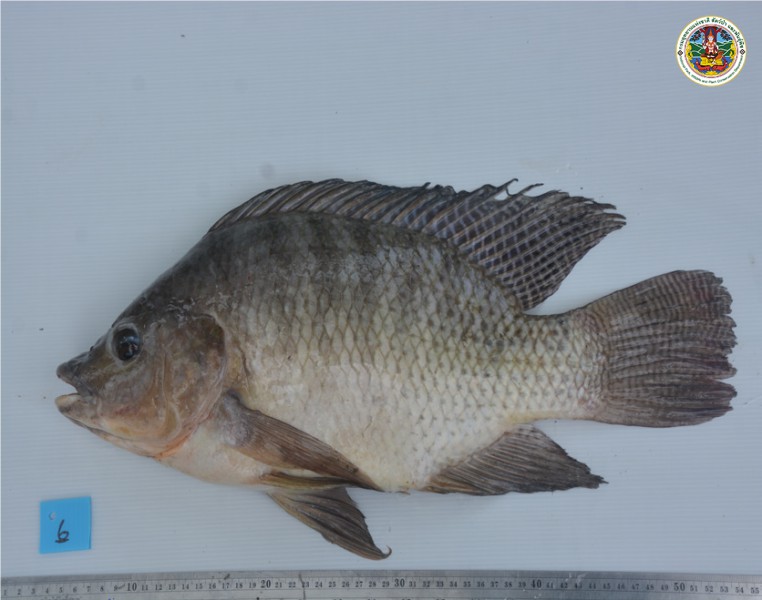 Oreochromis niloticus