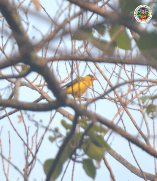 Oriolus chinensis