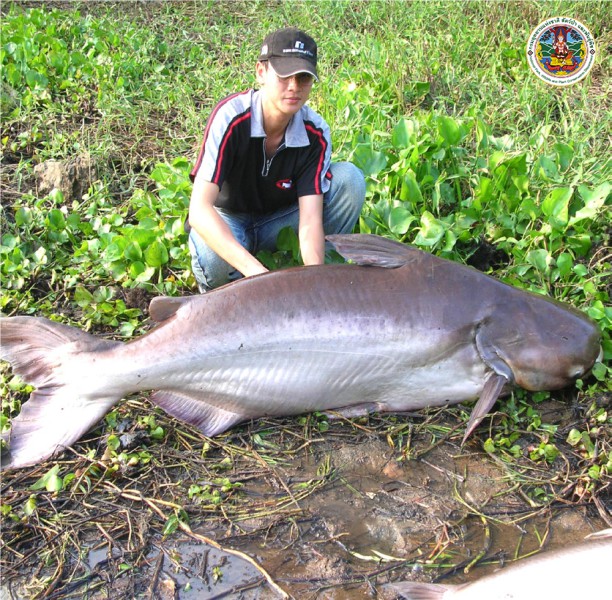 Pangasianodon gigas