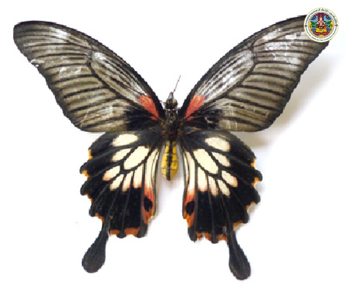 Papilio memnon