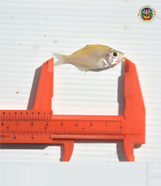 Parambassis siamensis