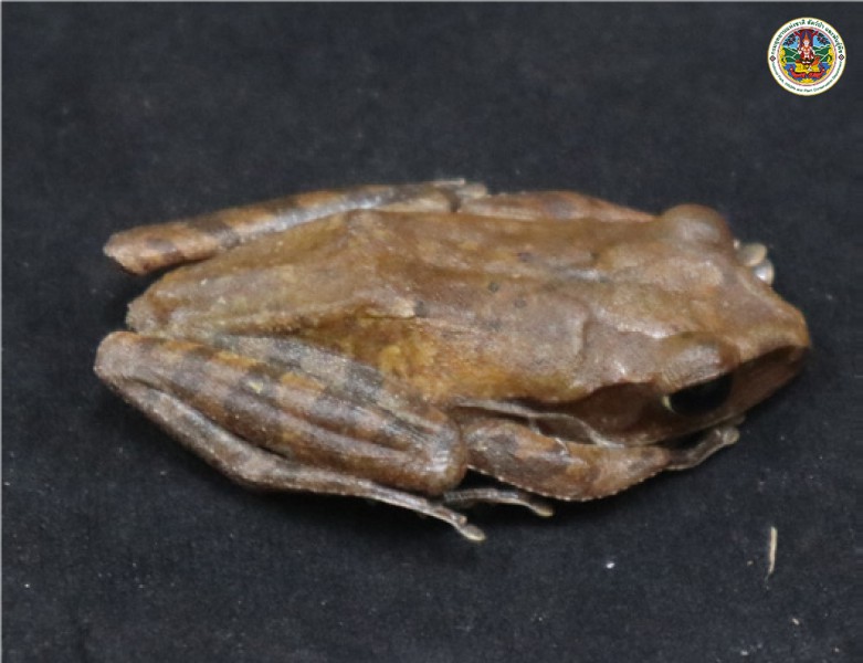 Polypedates leucomystax