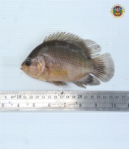 Pristolepis fasciatus