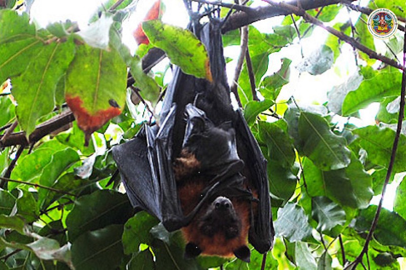 Pteropus lylei