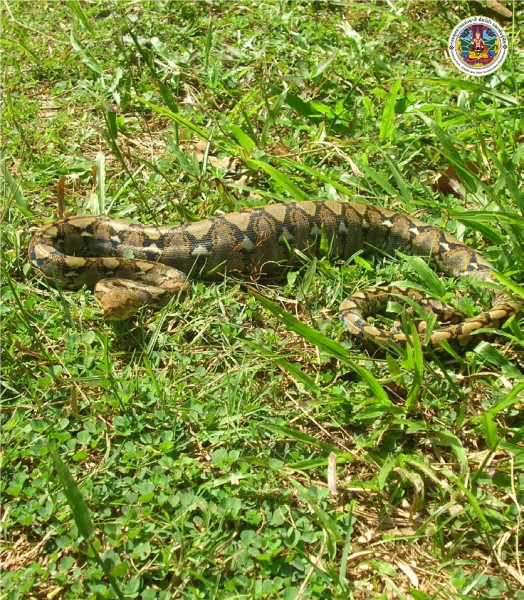 Python reticulatus