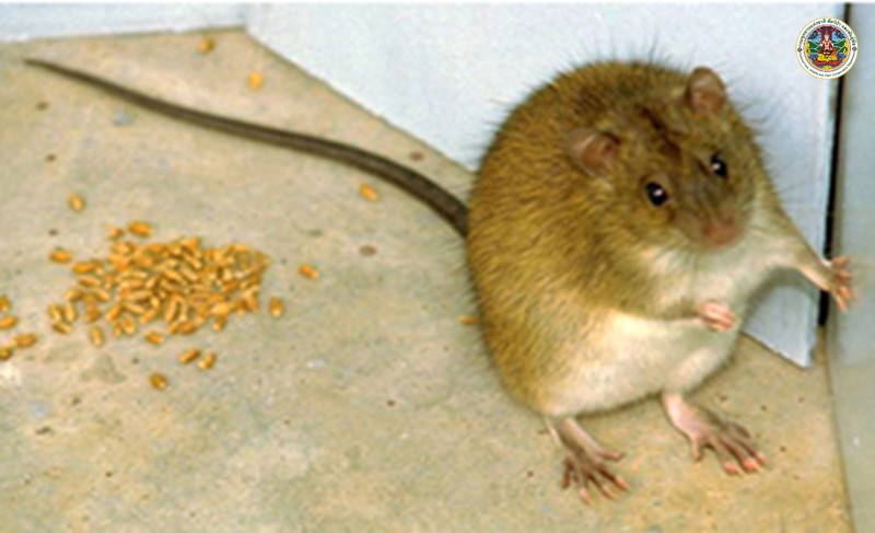 Rattus argentiventer