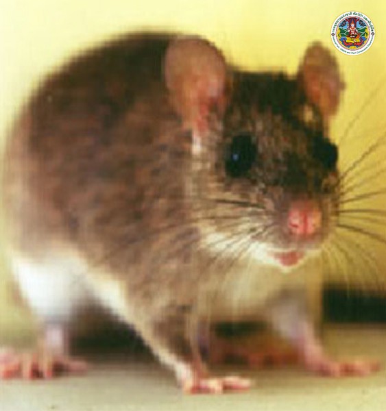 Rattus rattus