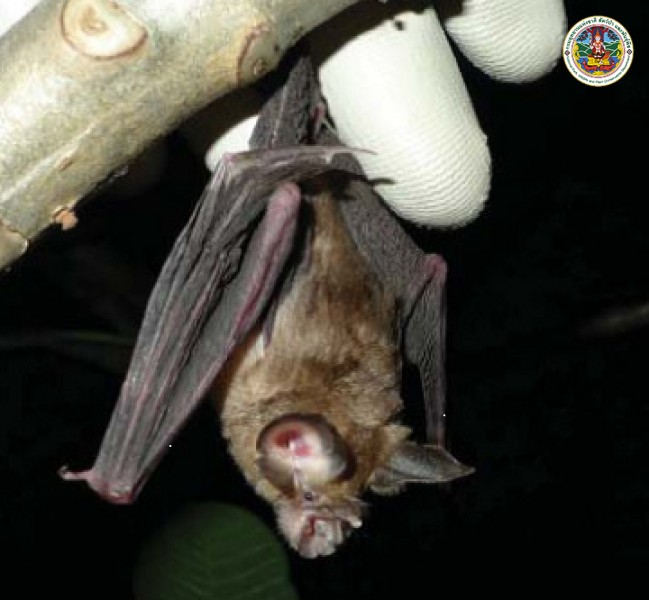 Rhinolophus malayanus