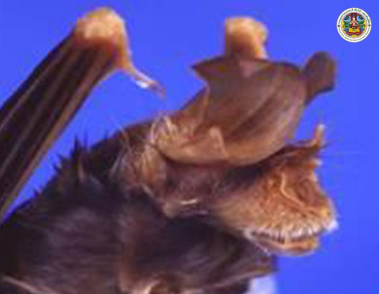 Rhinolophus pusillus