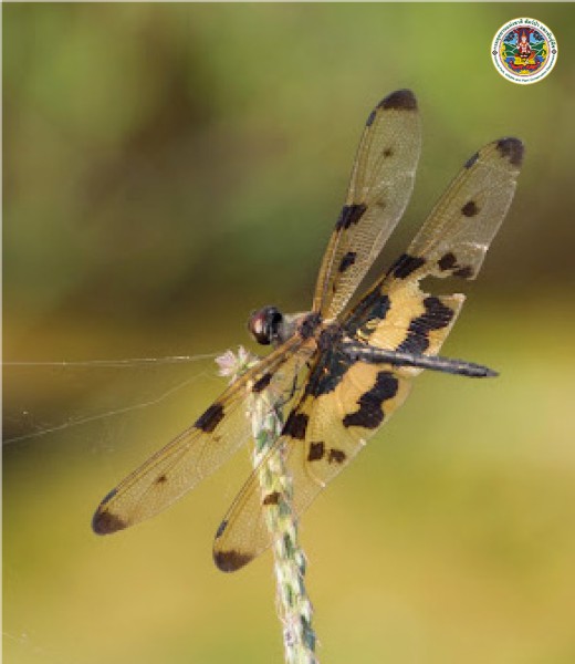 Rhyothemis variegata