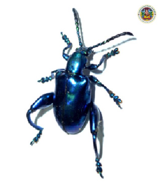 Sagra purpurea