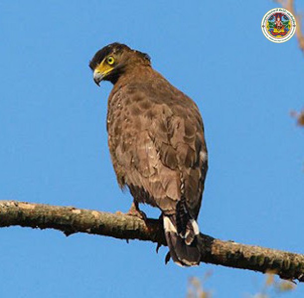 Spilornis cheela