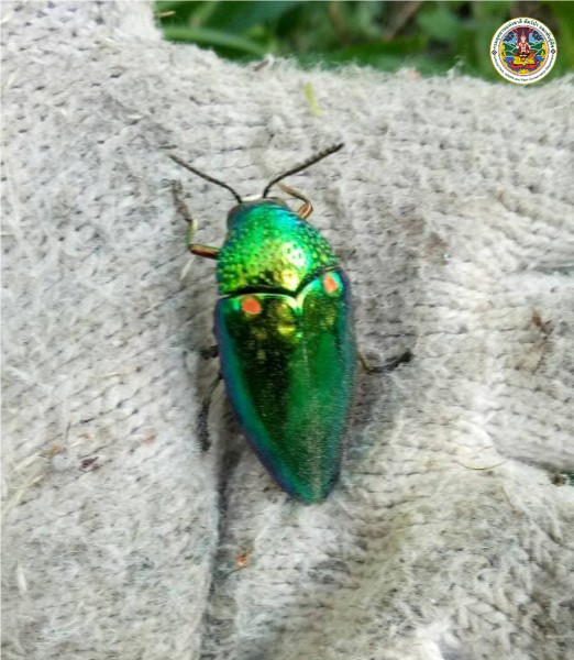 Sternocera aequisignata