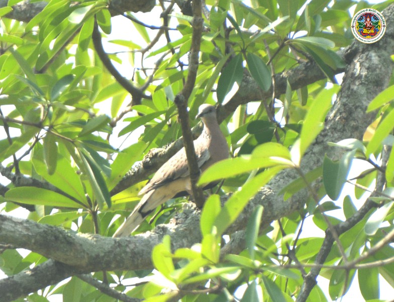 Streptopelia chinensis