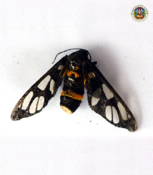 Syntomoides imaon
