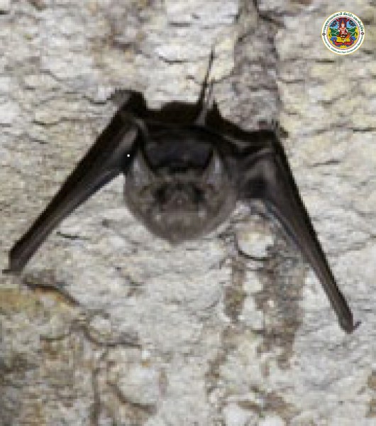 Taphozous melanopogon