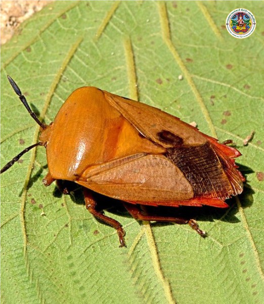 Tessaratoma papillosa