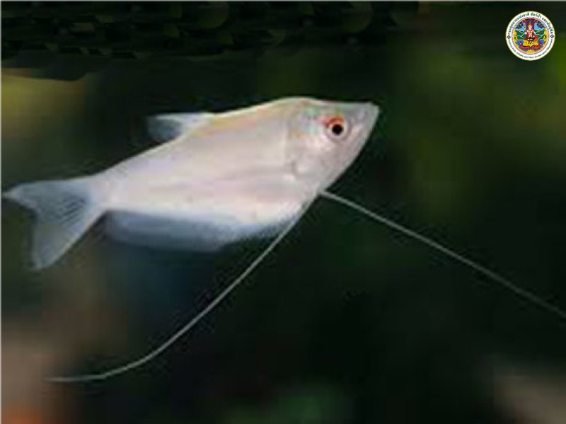 Trichogaster microlepis