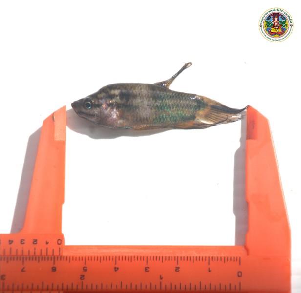 Trichopsis vittatus