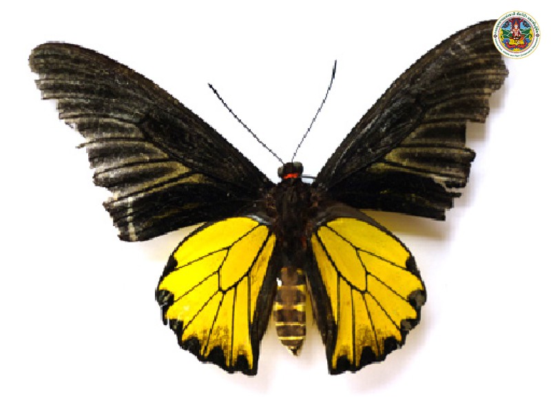 Troides helena