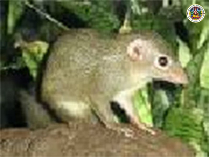 Tupaia glis