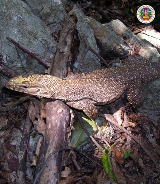 Varanus bengalensis