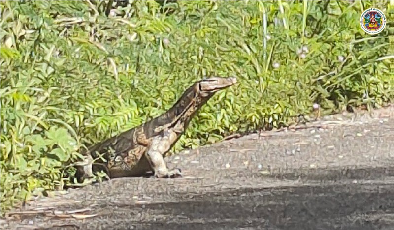 Varanus salvator