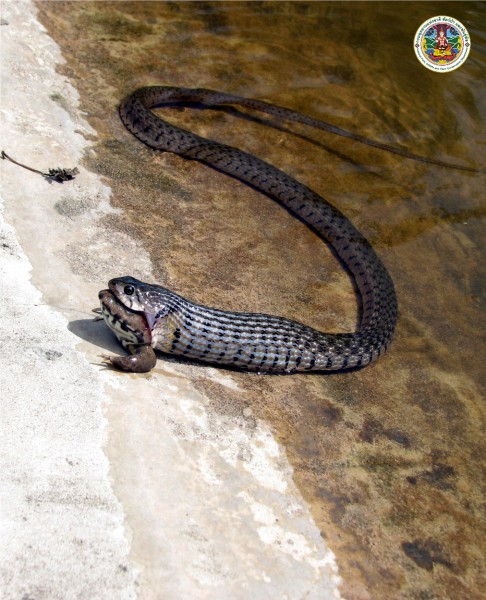 Xenochrophis flazipunctatus