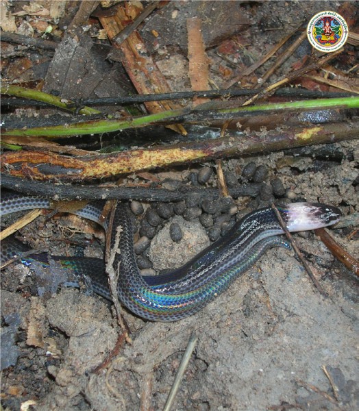 Xenopeltis unicolor