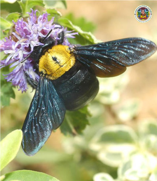 Xylocopa aestuans