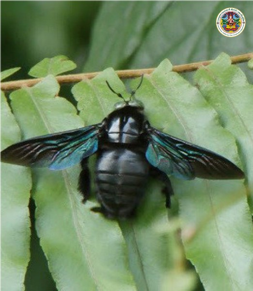Xylocopa latipes