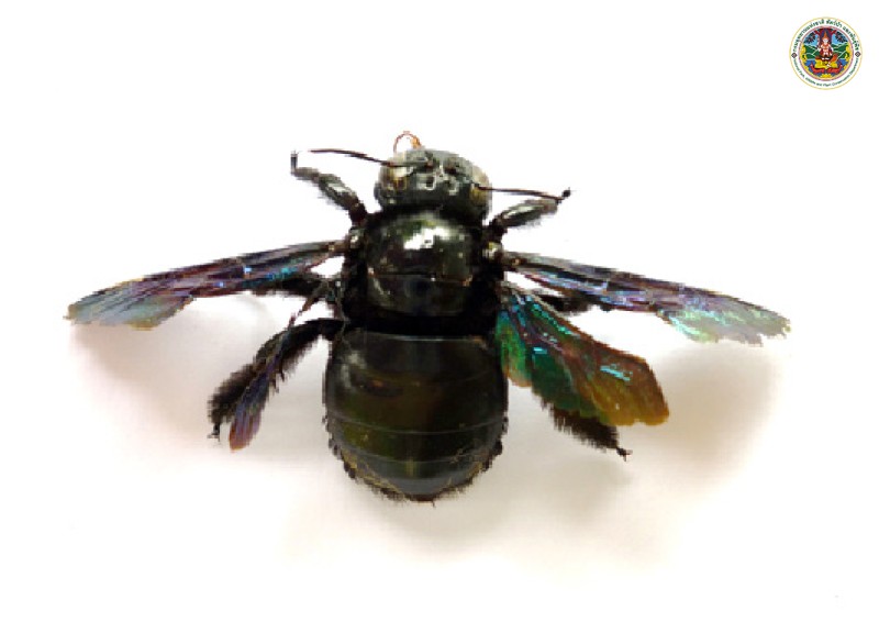 Xylocopa virginica
